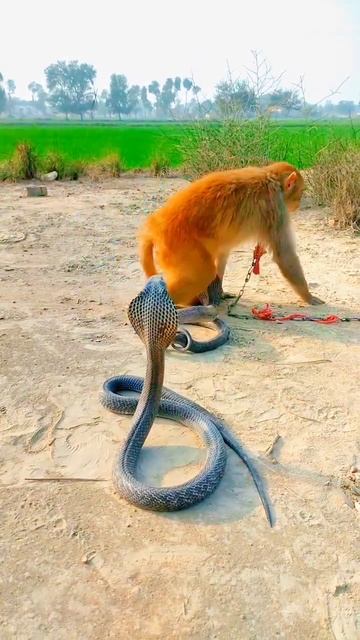 Oh!Monkey and two king cobra short video#viral #animals #short смотреть онлайн
