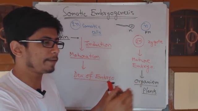 Somatic embryogenesis смотреть онлайн