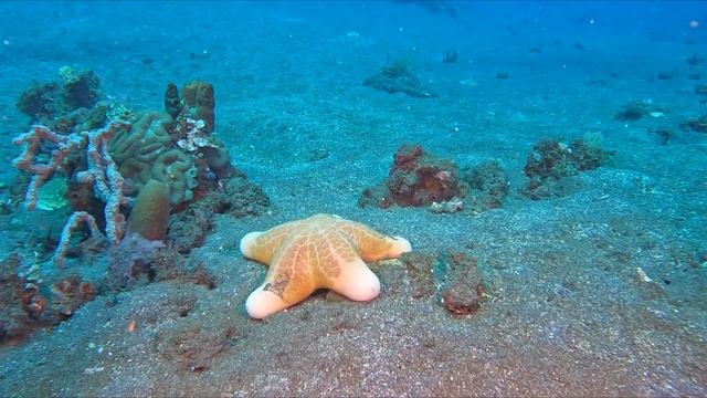 Frogfish (Indonesian)