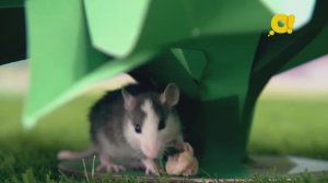 Лайфхаки для тех, кто хочет завести дома крысу - смотрите "Лапы, морды и хвосты" вместе с детьми