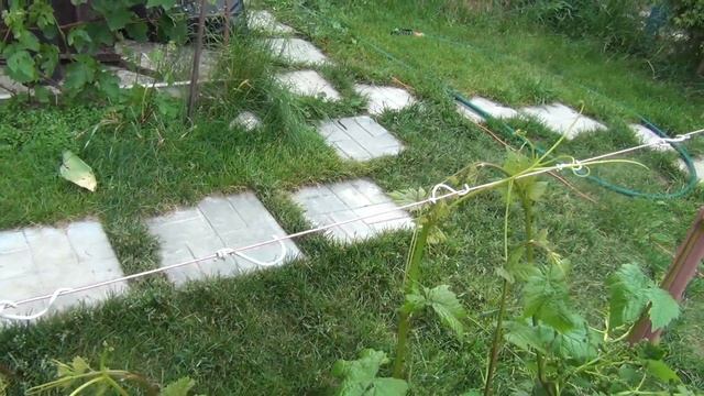 ПОМОЩЬ ВИНОГРАДУ в ИЮНЕ. МАГИЯ МАГНИЯ и ЗЕЛЕНЫЕ ОПЕРАЦИИ смотреть онлайн