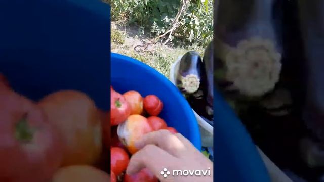 🏡 Испекли мы харавац... смотреть онлайн