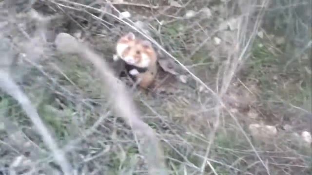 Hamster Хомячок смотреть онлайн