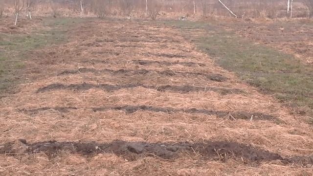 (167)Огородный обзор.2019.Начало сезона. смотреть онлайн