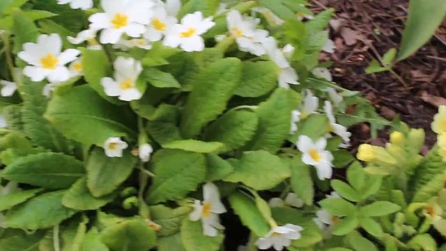 Примула и первоцвет весенний. Очень долгое и пышное цветение смотреть онлайн
