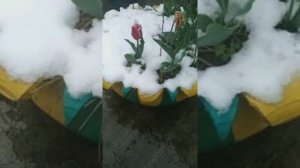 Мартовский снежок❄️хрустит под ногами 👣