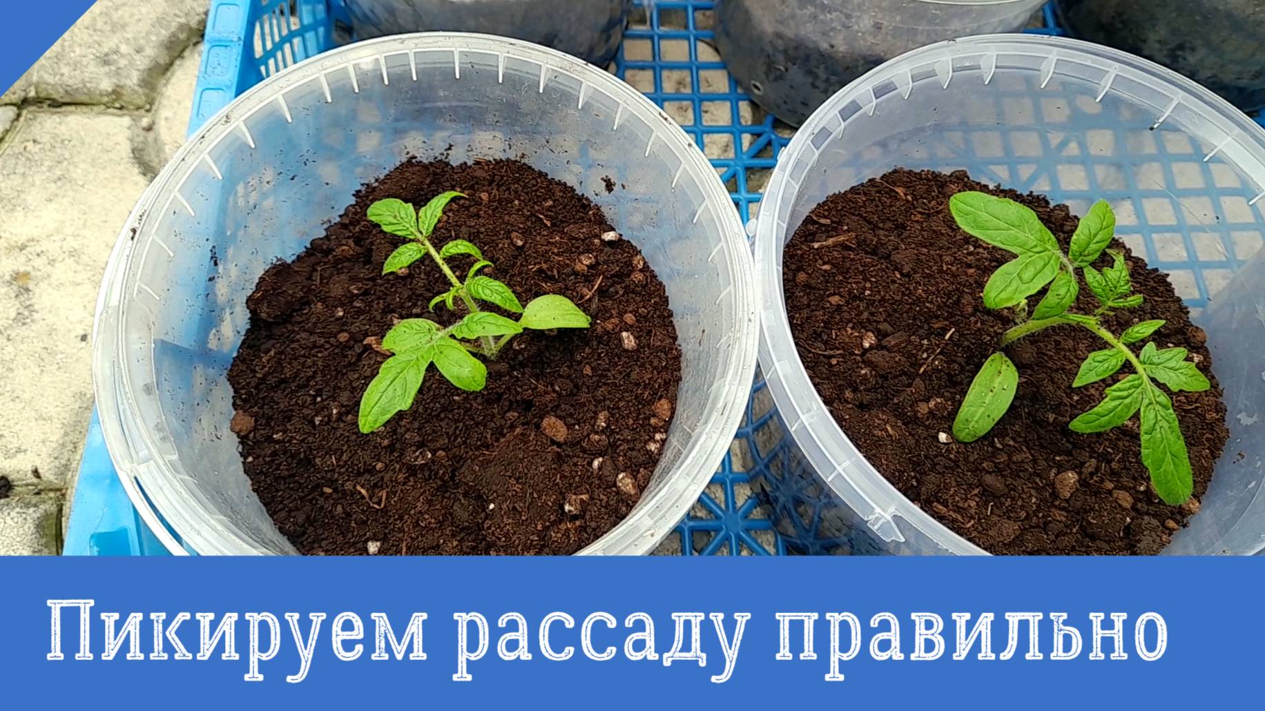 КАК ПРАВИЛЬНО ПИКИРОВАТЬ ТОМАТЫ - все тонкости и нюансы! Когда и как нужно пикировать рассаду. смотреть онлайн