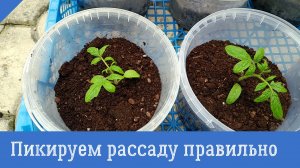 КАК ПРАВИЛЬНО ПИКИРОВАТЬ ТОМАТЫ - все тонкости и нюансы! Когда и как нужно пикировать рассаду.