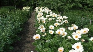 Paeonia Schafe