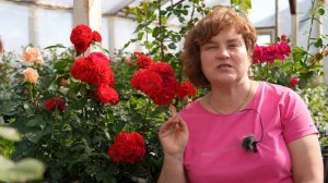 Представляем сорт - Тара Река