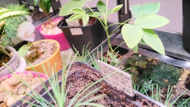 Pre Bonsai Seedlings: Pinus banksiana, jeffreyi, muricata, mugo rotundata; Picea breweriana, pungen смотреть онлайн