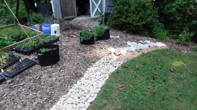 Rock Border Edging Update + Bottle Gentians In Bloom - VLOG Aug 24, 2022 смотреть онлайн