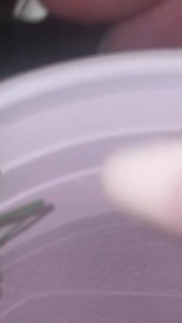 My new mantis, Sassy, has 2 worms burst out of her abdomen:( смотреть онлайн