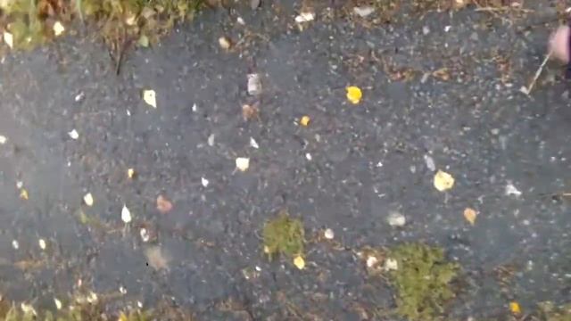 Спасаю голубя. Он не умеет летать:'''( смотреть онлайн