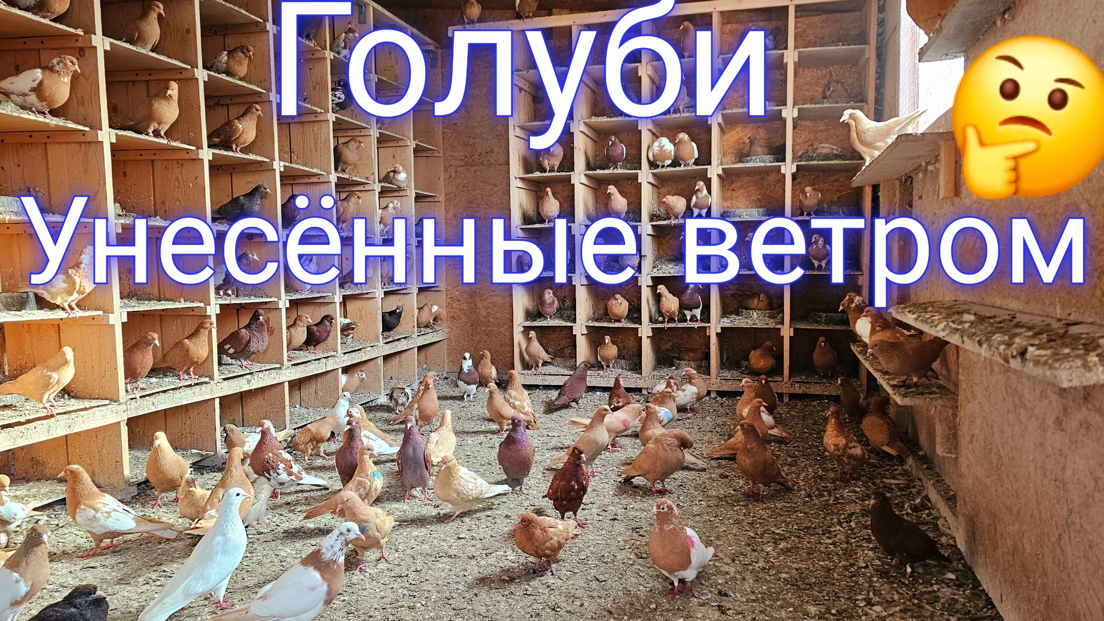 Голуби пожалеть или погнать? смотреть онлайн