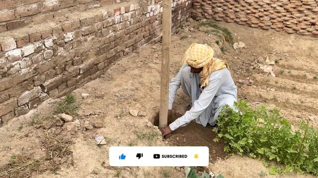 Moringa Tree Install in Farmhouse || Naya Darakht Laga Liya 🥰 смотреть онлайн