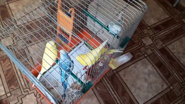 Попугаи - это попугаи смотреть онлайн