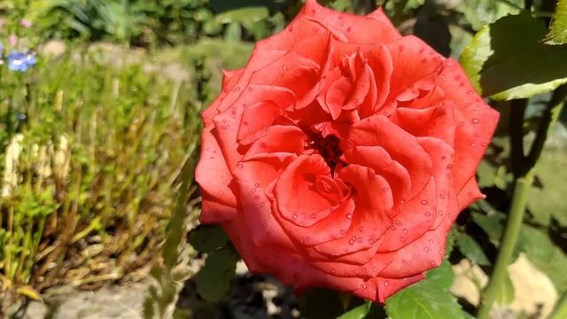 Сад в начале сентября☀️ Начало 2-ой волны цветения розАнглийские розы Д.Остина и не только♥️ смотреть онлайн