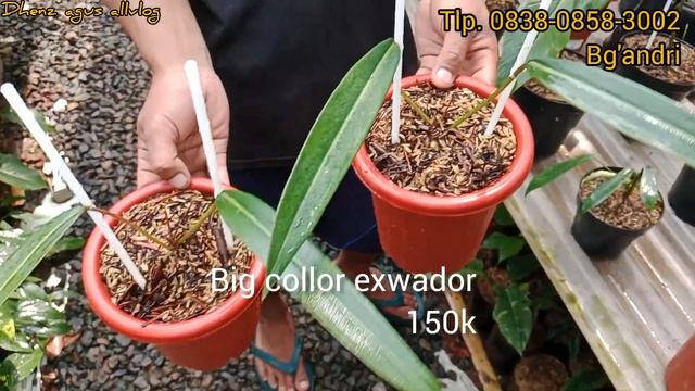 LAPAK YG DITUNGGU, PENUH DENGAN KOLEXIE AROIDS!!SPESIAL HARGA RAMADHAN!! смотреть онлайн