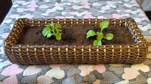 Балконное кашпо из ротанга. Простой способ плетения. Подробная схема расчета.