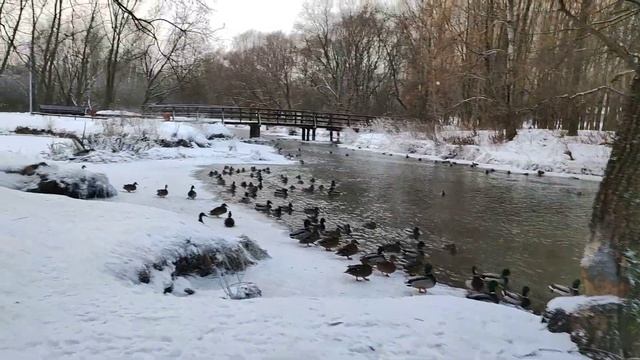 Яуза парк . Утиный пляж. смотреть онлайн