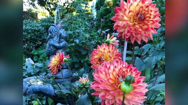 MY MERLUZA DAHLIAS, SUMMER 2018! смотреть онлайн