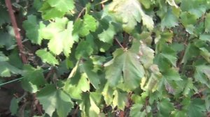 Когда обрезать виноград. После заморозка. Что делать с саженцами осенью