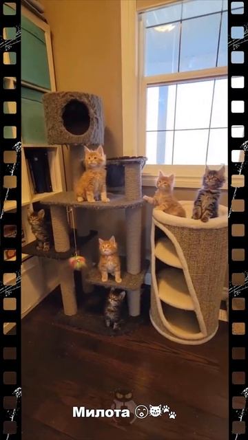 Отдыхаем с котиками 💋💞😺🐾#shorts смотреть онлайн
