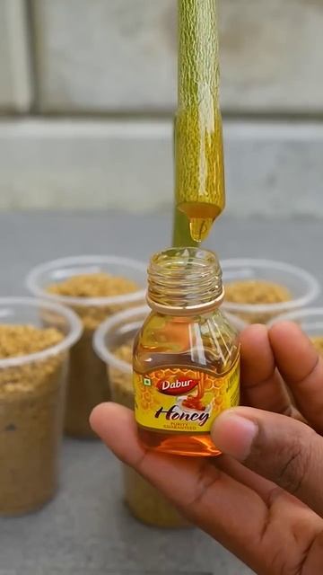 Grow lemon trees from cuttings with honey🍯 #lemon_tree_from_cuttings смотреть онлайн