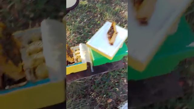 микро нуклеус смотреть онлайн