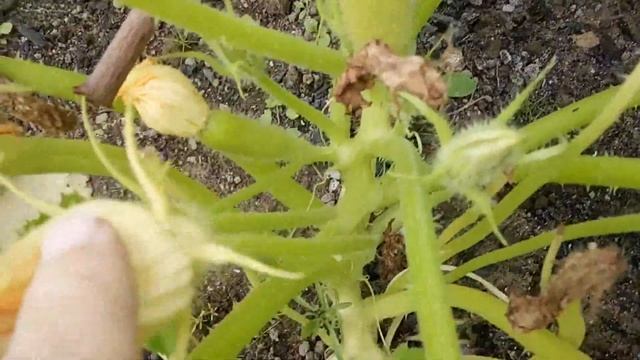 Урожай кабачков 2019. смотреть онлайн