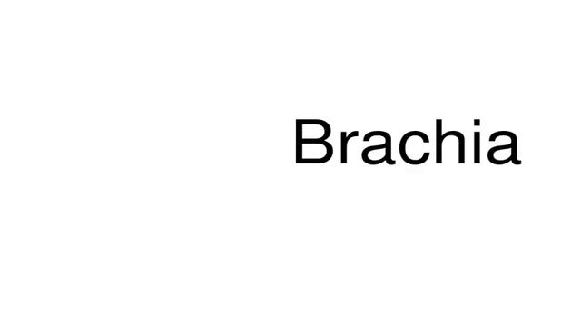 How to pronounce Brachia смотреть онлайн