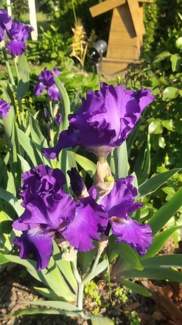 Бородатые ирисы в лучах утреннего солнца #цветы #flowers #garden #ирис #сад смотреть онлайн