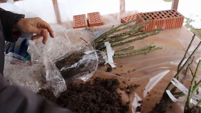 Распаковка первых десяти роз. Питомник Розы Вдохновения. Часть 1 смотреть онлайн