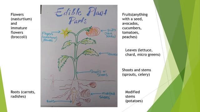 From the Garden to the Table: Growing Warm Season Veggies смотреть онлайн