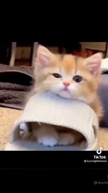 😺Мяуканье кошек #кот #мяукание 🐈😜😜😜🤗 смотреть онлайн