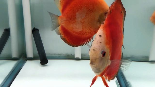 Red Melon Discus - Proven Breeding Pair смотреть онлайн