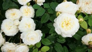 Роза Транквилити Tranquillity