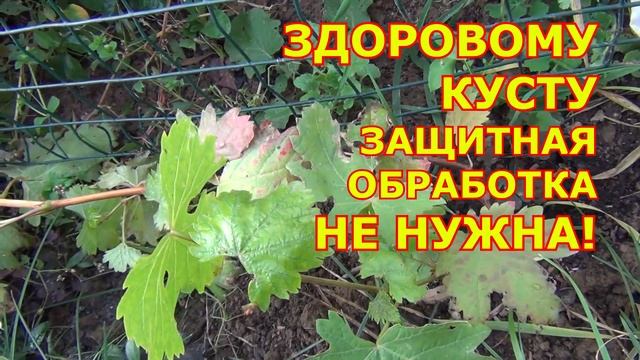 ОБРАБОТКА ВИНОГРАДА от болезней ПЕРЕД ЗИМОЙ. Когда НУЖНА? смотреть онлайн