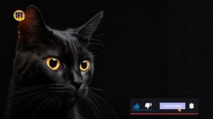 Отпугивающий звук для мышей Звук кошки