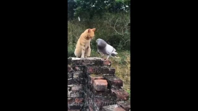 СМЕШНЫЕ ЖИВОТНЫЕ 2021/ЛУЧШИЕ ПРИКОЛЫ С ЖИВОТНЫМИ #shorts смотреть онлайн