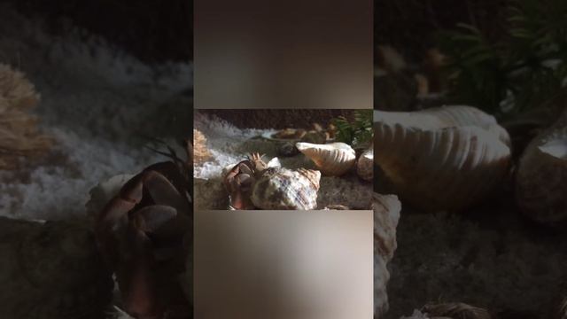 KeLomang ganti cangkang - Hermit crabs changing shell смотреть онлайн