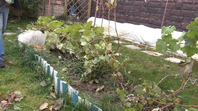 ч 2 ОБРЕЗКА ВИНОГРАДА осенью. 2-Я СЕРИЯ! Обрезаем с умом! смотреть онлайн