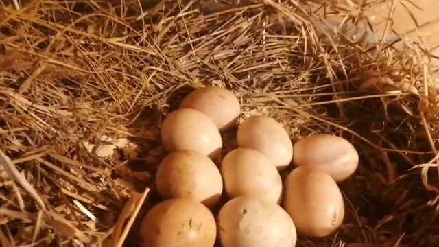 Какая наседка лучше: курица или инкубатор. Часть3. Наклев.