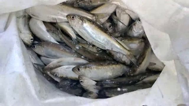 Донская СЕЛЁДОЧКА ( тычок) смотреть онлайн