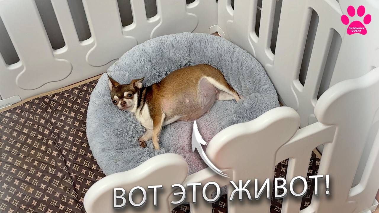 Живот растет на глазах! Чихуахуа внутри, которой много щенков! смотреть онлайн