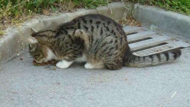 Котенце на новата алея в Морската градина, Варна смотреть онлайн