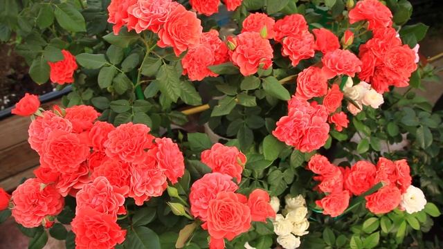 Роза леди оф белград