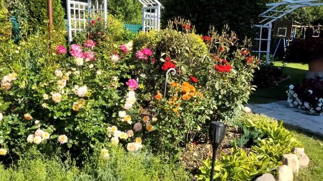 Цветение волшебных роз в саду. Часть 2. Зацвели первогодки из питомников. Обзор от 10 июля смотреть онлайн