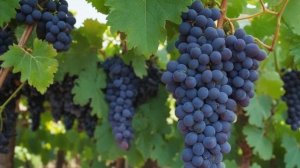 Виноград Велес характеристика и описание сорта - Ягоды